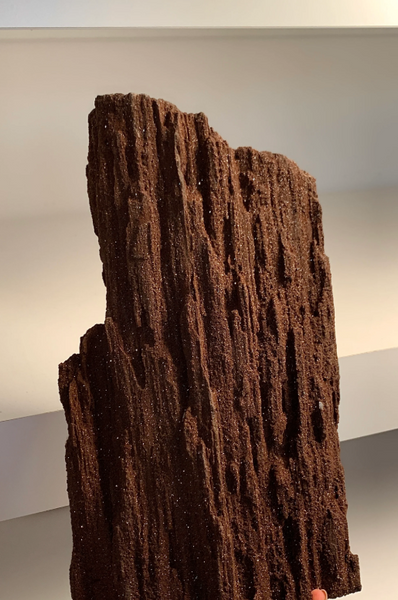 Rare Permineralized Fossil Wood with Sparkling Quartz – 200 Million Years Old