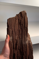 Rare Permineralized Fossil Wood with Sparkling Quartz – 200 Million Years Old