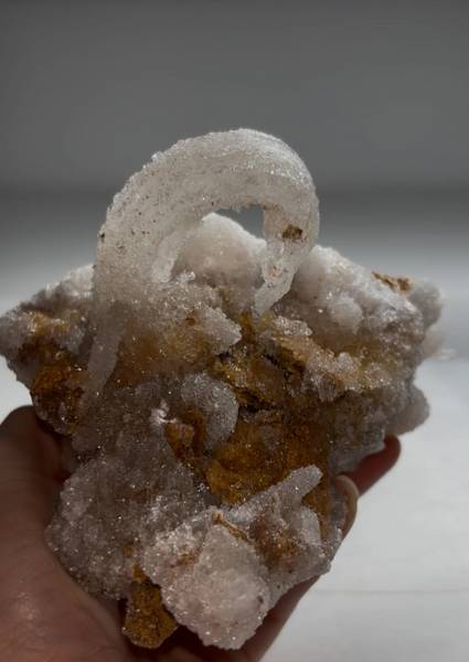 Druzy Ram’s Horn Selenite on Matrix – Tawima Mine, Guelaia Cercle, Nador Province, Morocco
