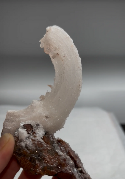 Druzy Ram’s Horn Selenite on Matrix – Tawima Mine, Guelaia Cercle, Nador Province, Morocco