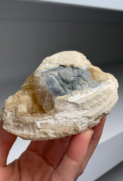 Super Cool Clam Fossil with Golden Calcite Crystals 🐚✨