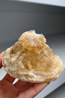 Super Cool Clam Fossil with Golden Calcite Crystals 🐚✨