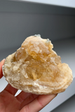 Super Cool Clam Fossil with Golden Calcite Crystals 🐚✨