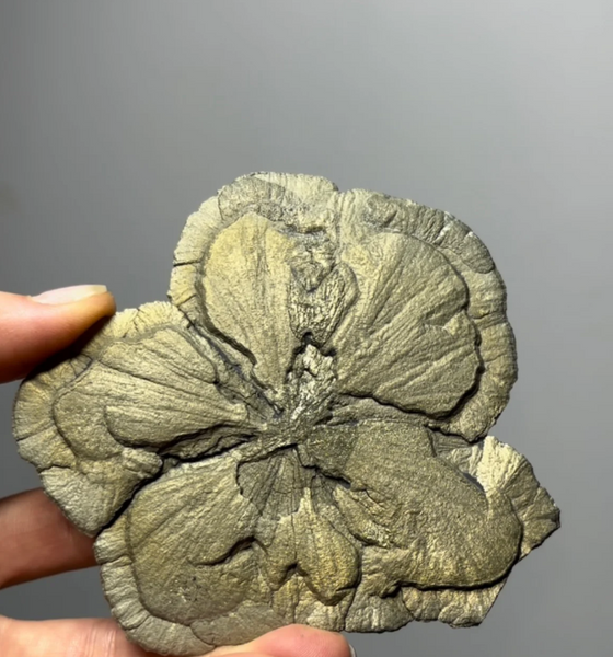 Pyrite Sun – Sparta, Illinois, U.S.A.