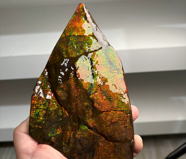 High-Grade Ammolite Fossil with Amazing Color