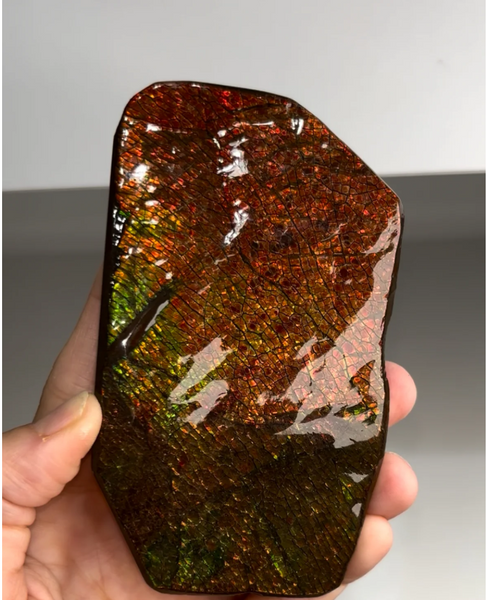 High-Grade Ammolite Fossil — Bearpaw Formation, Southern Alberta, Canada