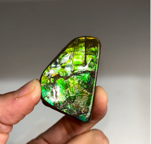 High-Grade Ammolite Fossil – Exceptional Color Display