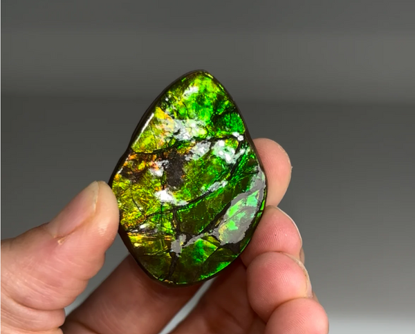 High-Grade Ammolite Fossil with Amazing Color