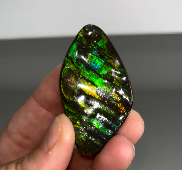 High-Grade Ammolite Fossil with Amazing Color