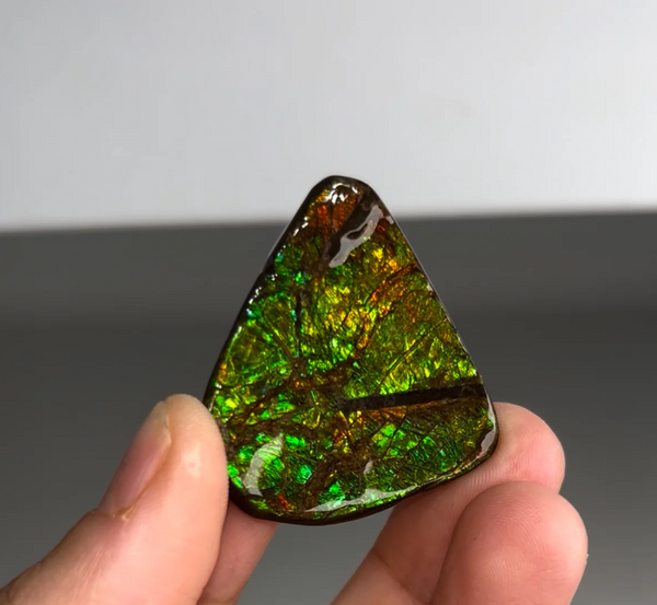 High-Grade Ammolite Fossil with Amazing Color